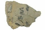 Pennsylvanian Fossil Fern (Neuropteris) Plate - Kentucky #258836-1